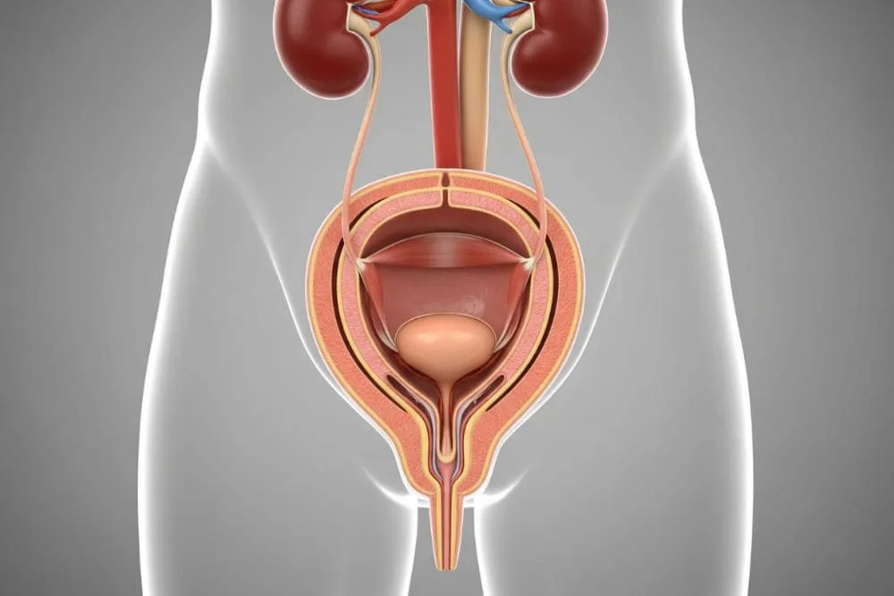 ¿Qué especialista trata el cáncer de vejiga en Monterrey?